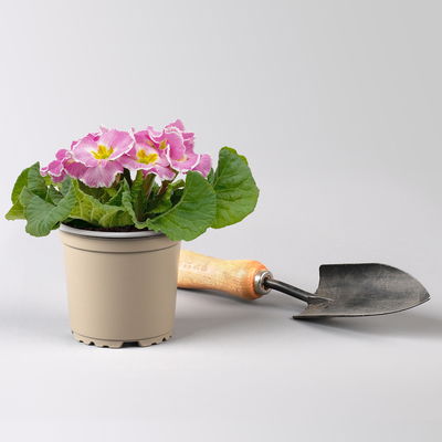 Primel 'Sirococco', Farben zufällig, gerüscht, Topf-Ø 11 cm, 8 Pflanzen