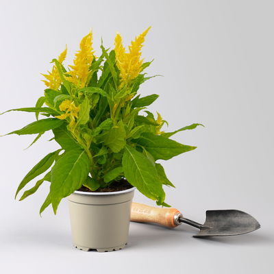 Celosia 'Kelos Fire Yellow' gelb, Topf-Ø 12 cm, 6 Stück Celosia 'Kelos Fire Yellow' gelb, Topf-Ø 12 cm, 6 Stück