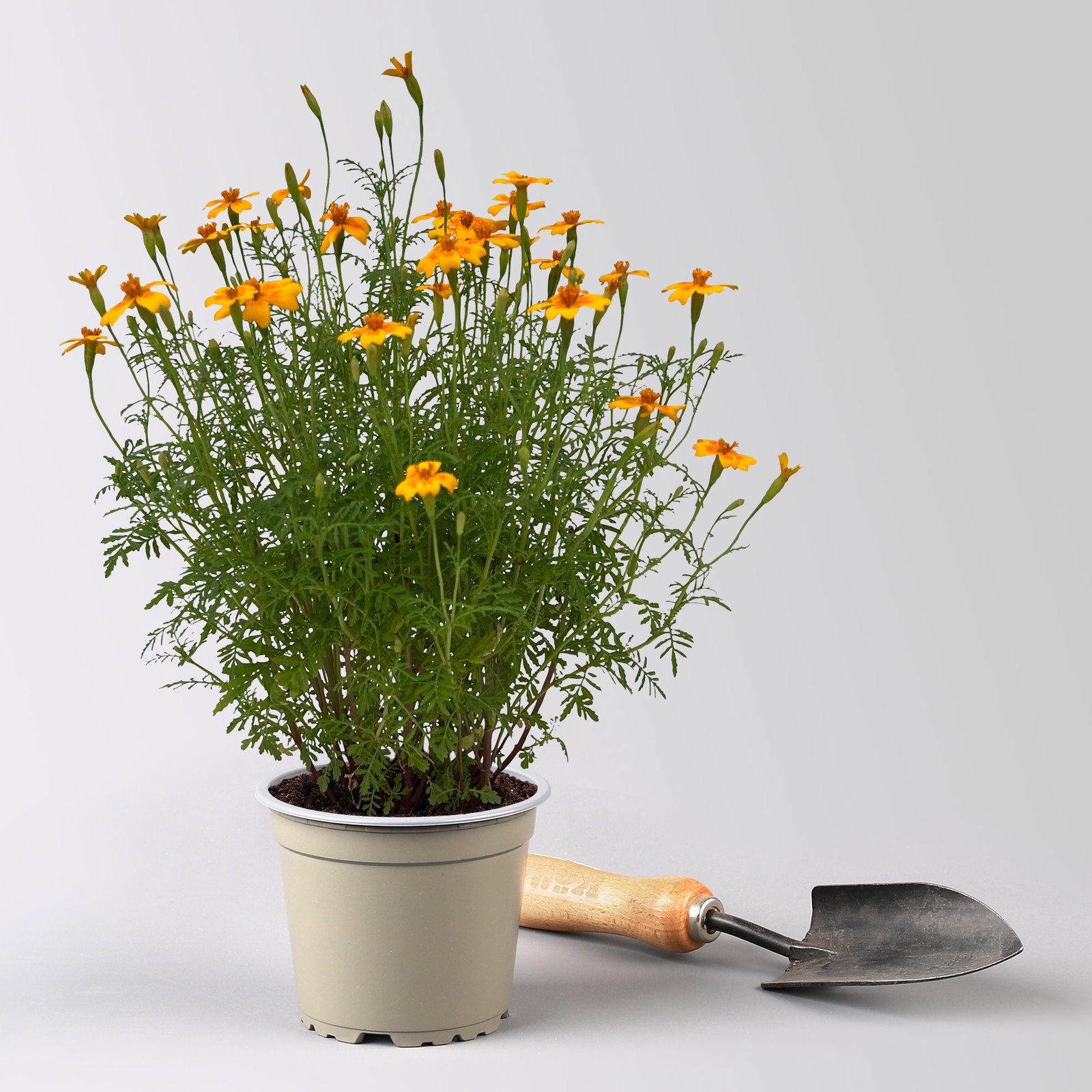 Bio Gewürztagetes, Topf-Ø 12 cm