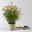 Bio Gewürztagetes, Topf-Ø 12 cm Bio Gewürztagetes, Topf-Ø 12 cm