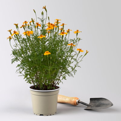 Bio Gewürztagetes, Topf-Ø 12 cm Bio Gewürztagetes, Topf-Ø 12 cm