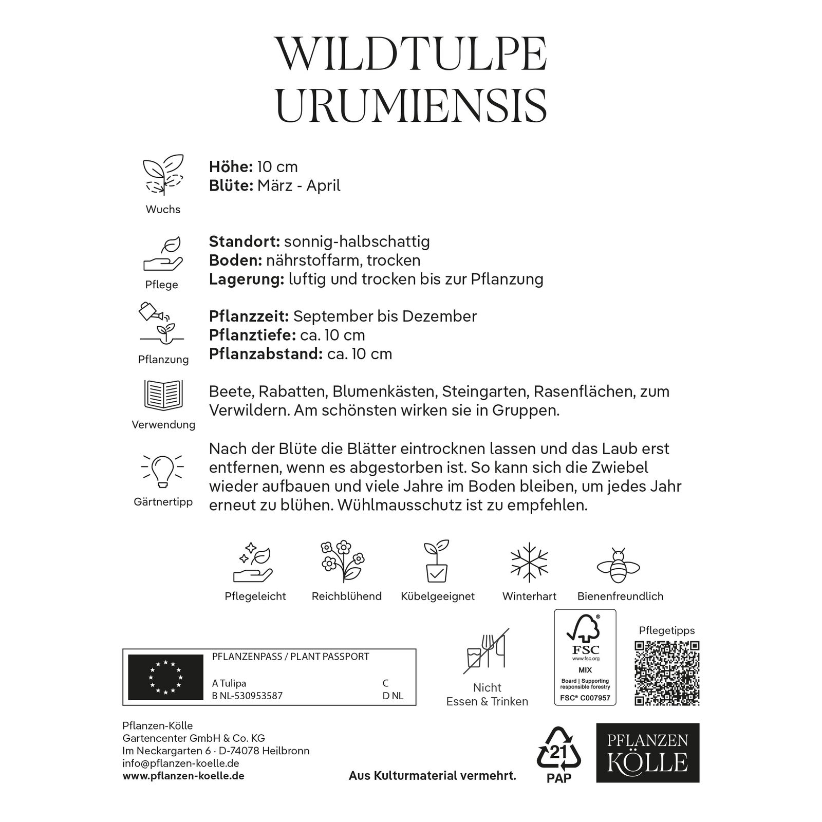 Wildtulpen Urumiensis gelb, 10 Blumenzwiebeln