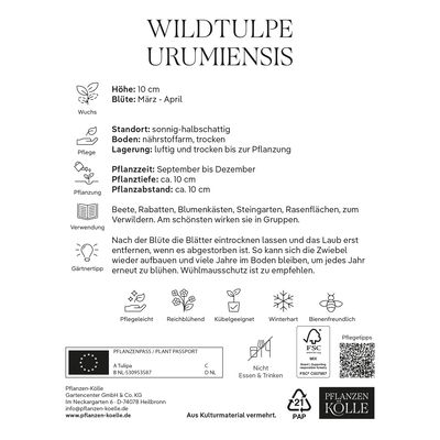 Wildtulpen Urumiensis gelb, 10 Blumenzwiebeln