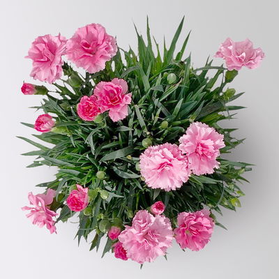 Stauden-Nelke 'I Love U', pink-rosa-weiß, Topf-Ø 14 cm, 4 Pflanzen