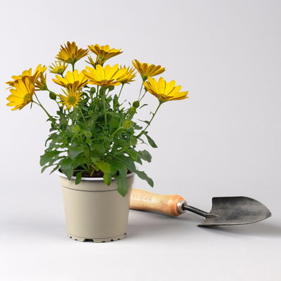 K.B. Osteospermum ecklonis T12 gelb (*) K.B. Osteospermum ecklonis T12 gelb (*)