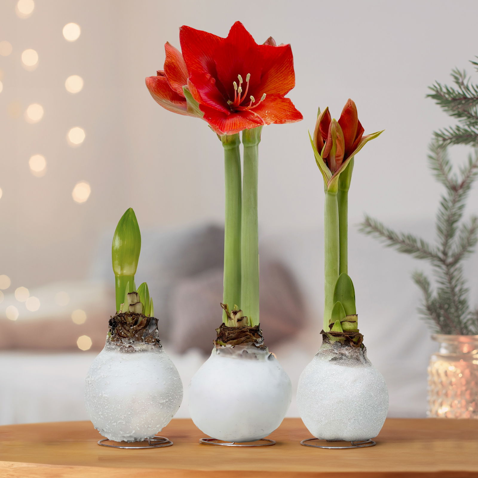 Amaryllis in Wachs, Dekor 'White Mix' nach Verfügbarkeit, Blüte rot