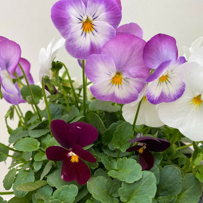 Hornveilchen 'Trio', burgunder-weiß-zweif., Topf -Ø 10 cm, 8 Pflanzen