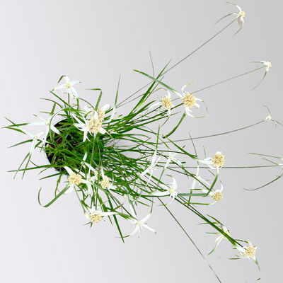 Rhynchospora colorata 'Sternentänzergras', Topf-Ø 17 cm, 2 Pflanzen