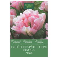 Gefüllte späte Tulpen 'Finola', rosafarben, 7 Blumenzwiebeln