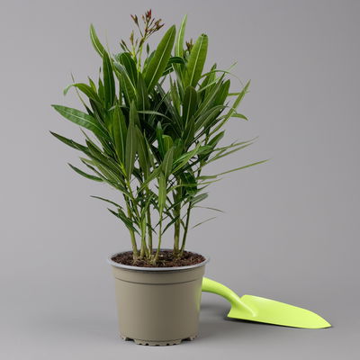 Oleander, Farben zufällig, Topf-Ø 15 cm, Höhe ca. 40 cm, 2 Pflanzen