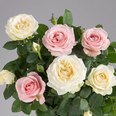 Rose 'Infinity' Duo, rosa-weiß, Topf-Ø 14 cm, 2 Pflanzen