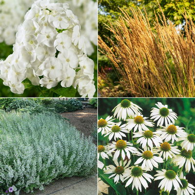 Stauden-Set, 12 Pflanzen für 2 m², weiß-grün