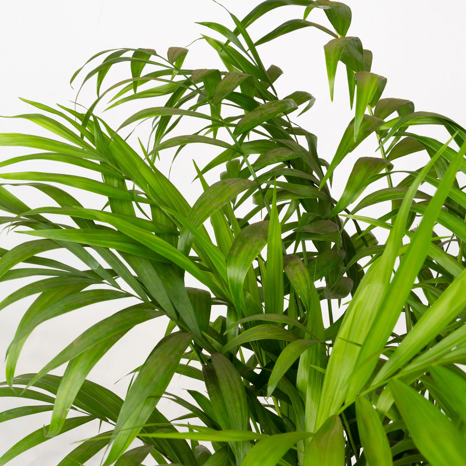 Bergpalme Topf-Ø 17 cm, Höhe ca. 60 cm, 2 Pflanzen