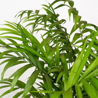 Bergpalme Topf-Ø 17 cm, Höhe ca. 60 cm, 2 Pflanzen