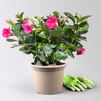 Dipladenie 'Qdeville®', rosa, buschartig, Topf-Ø 23 cm, Höhe ca. 50 cm