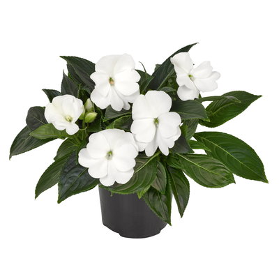 Edellieschen, weiß, Topf-Ø 13 cm, 6 Pflanzen Edellieschen, weiß, Topf-Ø 13 cm, 6 Pflanzen