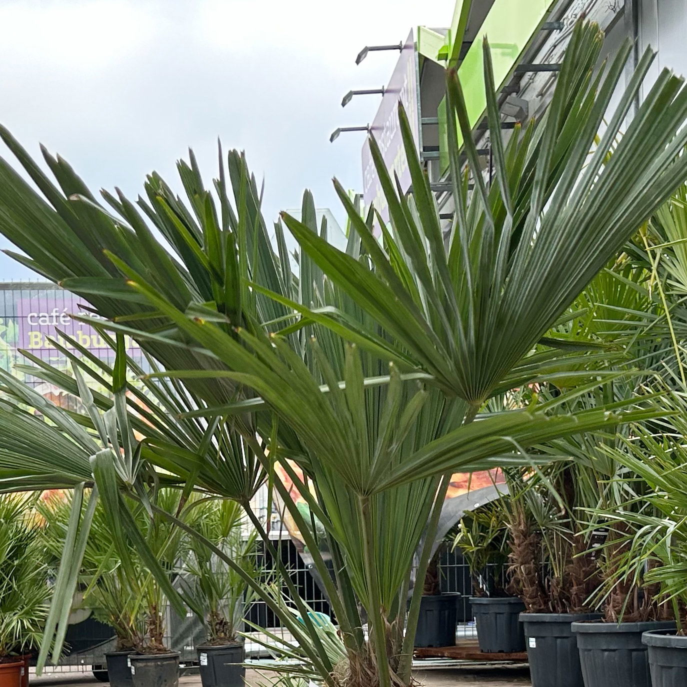 Hanfpalme, Stamm, Topf 25 Liter, Höhe ca. 130 cm