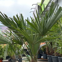 Hanfpalme, Stamm, Topf 25 Liter, Höhe ca. 130 cm