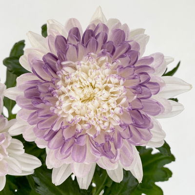 Chrysantheme 'Zembla Make-Upz® Heart Mix, Farben zufällig, Topf-Ø 13 cm, 3er-Set Chrysantheme 'Zembla Make-Upz® Heart Mix, Farben zufällig, Topf-Ø 13 cm, 3er-Set