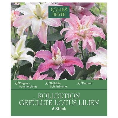 Kölles Beste Lotus-Lilien Kollektion, weiß, rosa, Größe 16/18, 6 Blumenknollen