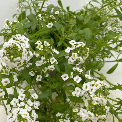 Lobularia, weiß, Topf-Ø 12 cm, 6 Pflanzen