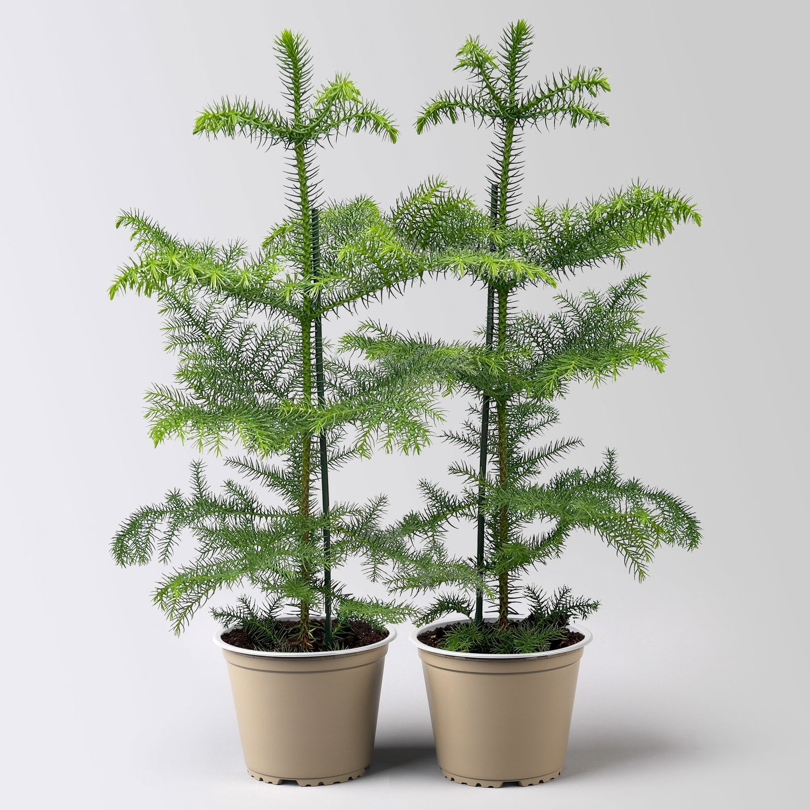 Zimmertanne, Topf-Ø 14 cm, Höhe ca. 50 cm, 2 Pflanzen