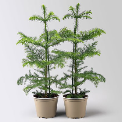 Zimmertanne, Topf-Ø 14 cm, Höhe ca. 50 cm, 2 Pflanzen