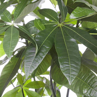 Glückskastanie, Topf-Ø 21 cm, Höhe ca. 100 cm Glückskastanie, Topf-Ø 21 cm, Höhe ca. 100 cm