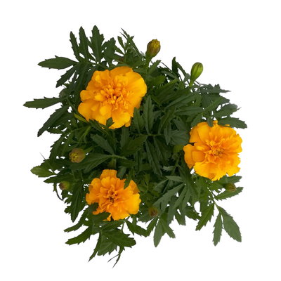 Tagetes, Farbe zufällig, Topf-Ø 13 cm, 6 Pflanzen