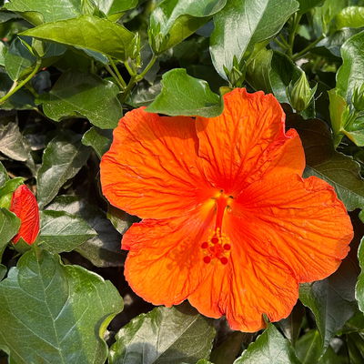 Hibiskus, orange, Stamm, Topf-Ø 33 cm, Höhe ca. 150 cm