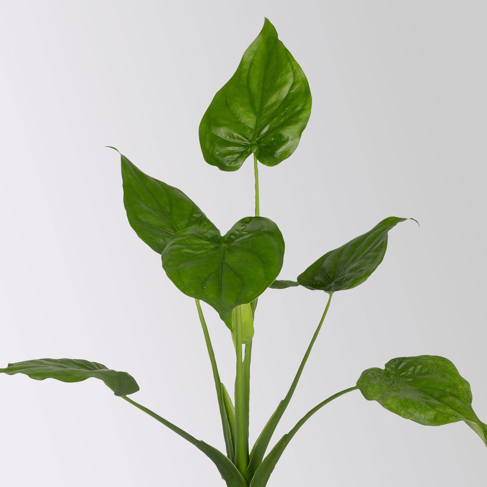 Alocasia 'Cucullata', Topf-Ø 17 cm, Höhe ca. 65 cm, 2 Pflanzen