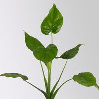 Alocasia 'Cucullata', Topf-Ø 17 cm, Höhe ca. 65 cm, 2 Pflanzen