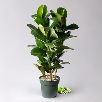 Gummibaum 'Makana', Topf-Ø 30 cm, Höhe ca. 110 cm, inkl. Bewässerungssystem Gummibaum 'Makana', Topf-Ø 30 cm, Höhe ca. 110 cm, inkl. Bewässerungssystem