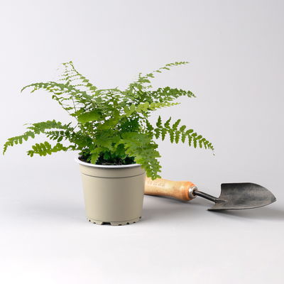 Freilandfarne Mix, Sorte zufällig, Topf-Ø 12 cm, 6er-Set Freilandfarne Mix, Sorte zufällig, Topf-Ø 12 cm, 6er-Set