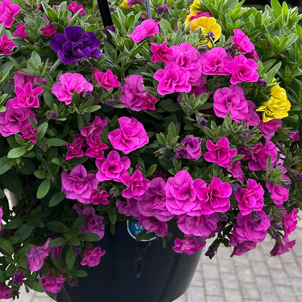 Zauberglöckchen Trio 'Yellow Jazz', gelb-lila-rosa, Topf-Ø 13 cm, 6 Pflanzen