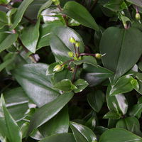 Grünpflanzen-Set Ampel-WG, Hängeampel-Ø 18 cm, 2 Pflanzen