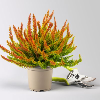 Pflanzenkreation Herbstfeuer rot-orange, klein, 6 Pflanzen