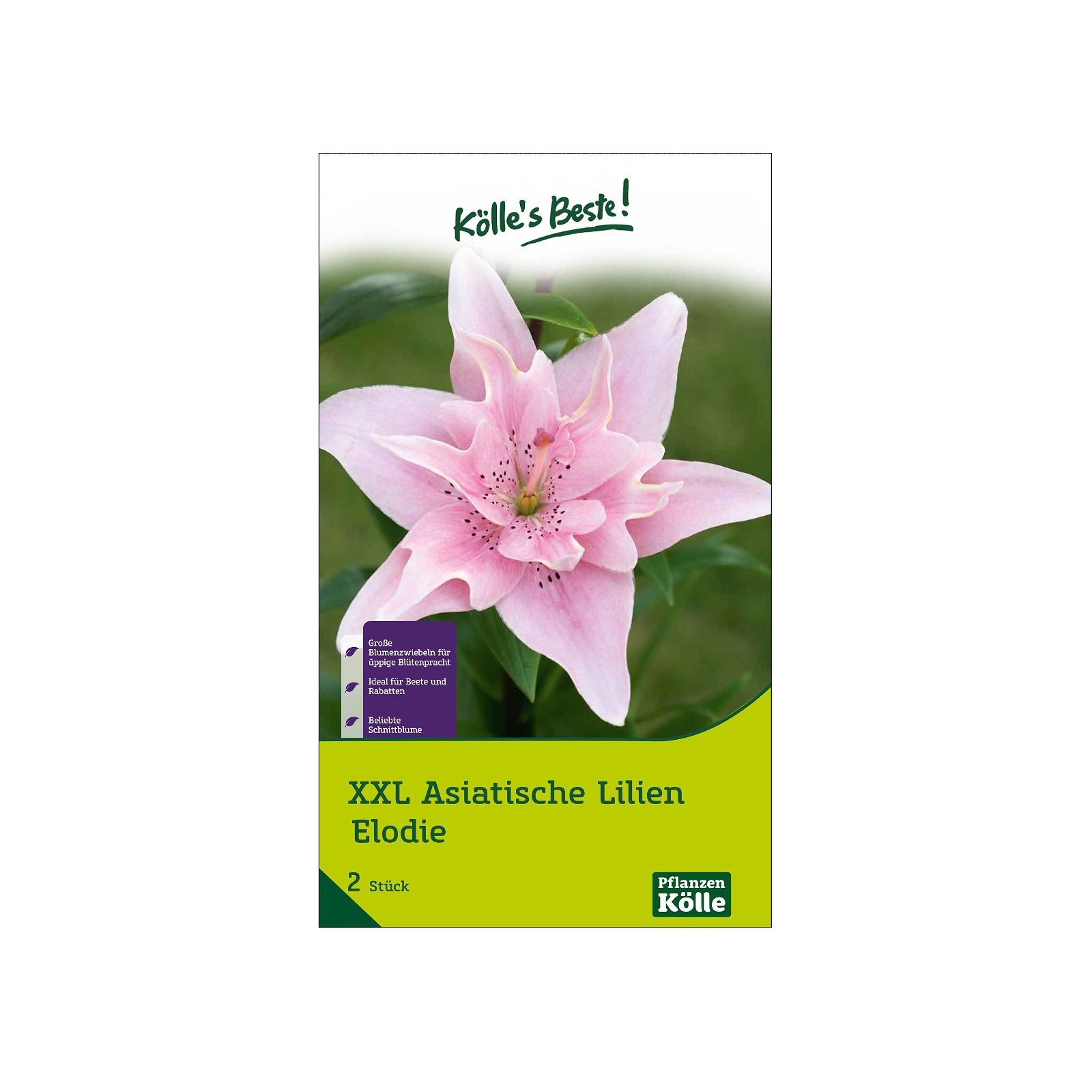 XXL Asiatische Lilie 'Elodie', rosa, Größe 16/18, 2 Blumenknollen