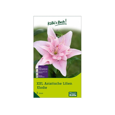 XXL Asiatische Lilie 'Elodie', rosa, Größe 16/18, 2 Blumenknollen