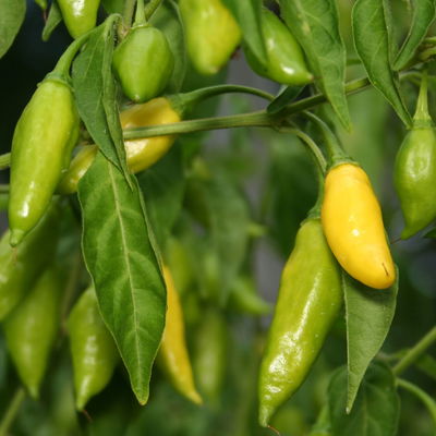 Blu Bio Zitronen-Chili, Topf-Ø 12 cm, 3er Set