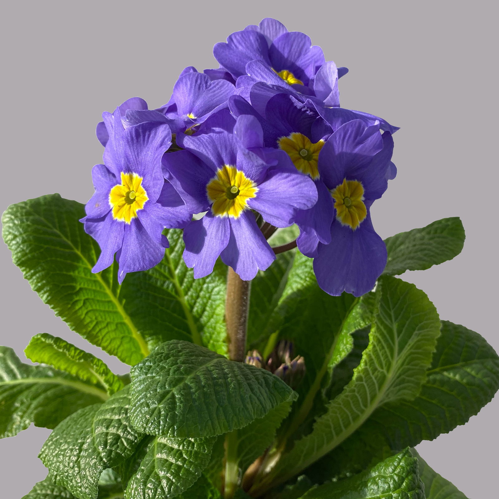 Hohe Schlüsselblume 'Inara® Blue' blau-violett, Topf-Ø 13 cm, 6er-Set