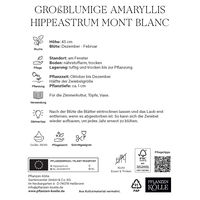 Großblumige Amaryllis Mont Blanc weiß, 1 Blumenzwiebel