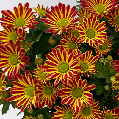 Chrysanthemen 'Swifty', bicolor-orange, Topf-Ø 10,5 cm, 6 Pflanzen Chrysanthemen 'Swifty', bicolor-orange, Topf-Ø 10,5 cm, 6 Pflanzen