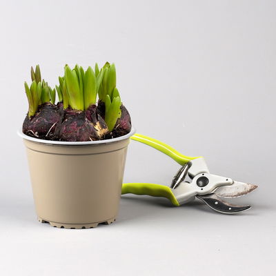 Hyazinthe, rosa, vorgetrieben, mehrblütig, Topf-Ø 14 cm, 3 Pflanzen