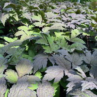 Cimicifuga ramosa 'Atropurpurea' weiß, dunkellaubig, Topf 3 Liter