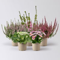 Pflanzenkreation Herbstromantik, rosa-weiß, 5 Pflanzen