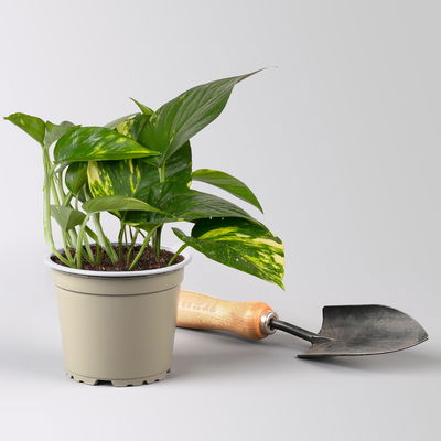 Grünpflanzenkreation  Grünpflanzenkreation