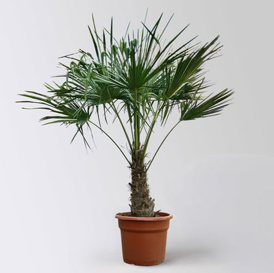 Hanfpalme, Stamm ca. 40 cm, Topf 35 Liter