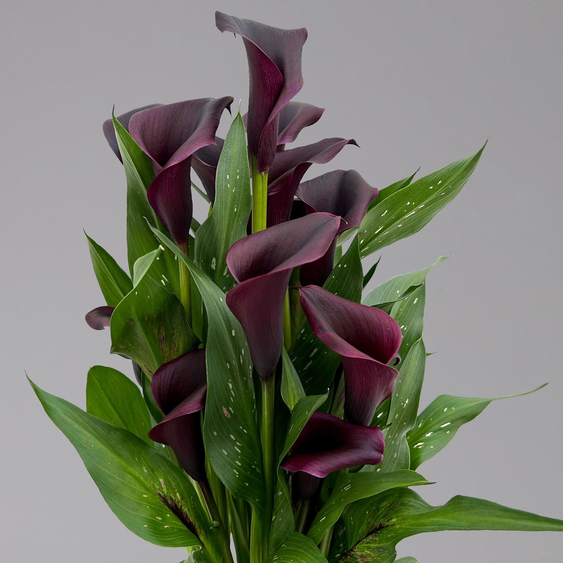 Calla lila schwarz, TopfØ 14 cm, Höhe ca. 40 cm kaufen