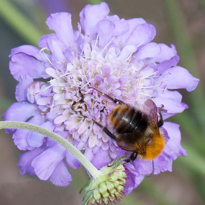 Pflanzenkreation Frühlingsgruß, 9 Pflanzen inkl. Erde & Dünger Pflanzenkreation Frühlingsgruß, 9 Pflanzen inkl. Erde & Dünger